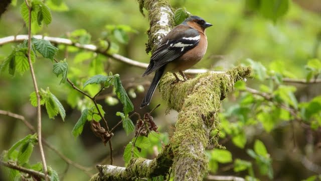 Find vej med Google Maps i Cardiff