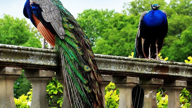 Er Cardiff skates gode til begyndere?