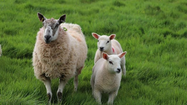 Er det værd at tage en dagsudflugt til Cardiff fra London?